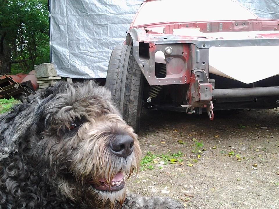 Roto the dog with rota the car